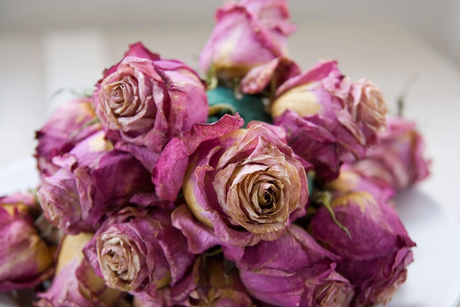 02-5-ways-to-preserve-flowers-silica-gel