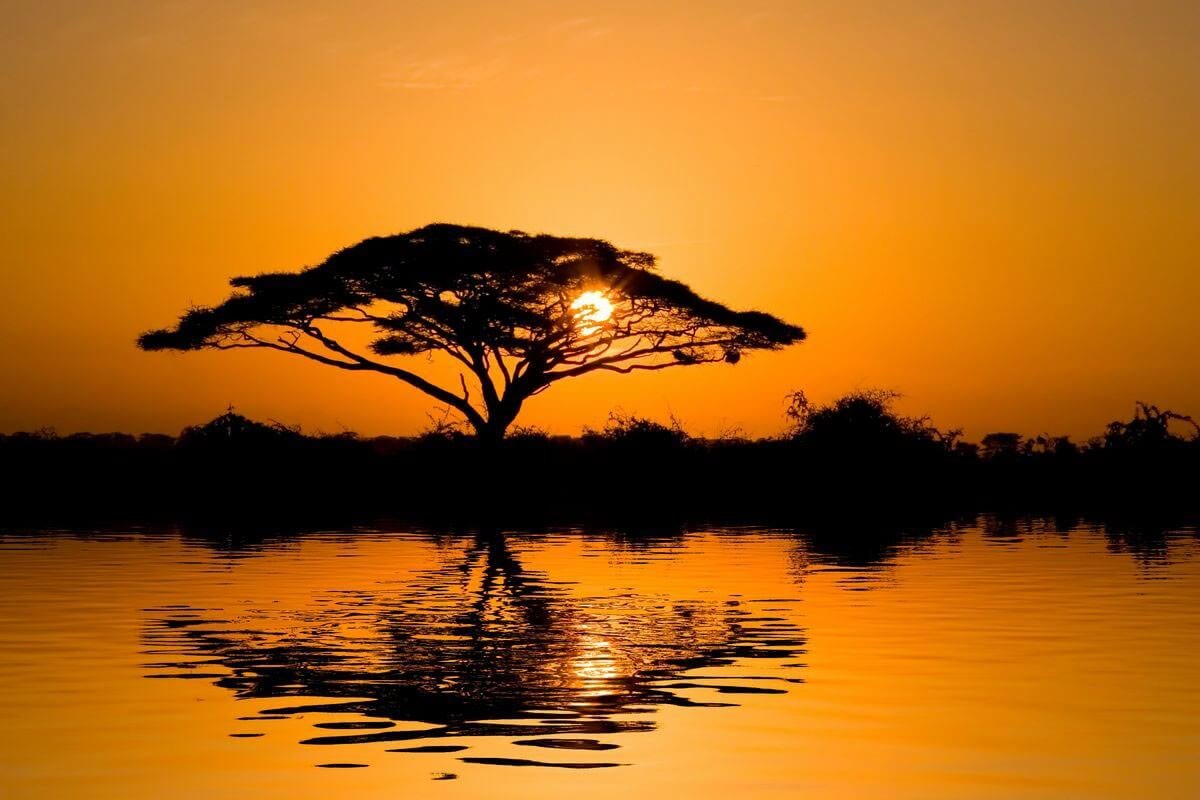 bodhi-tree-sunset